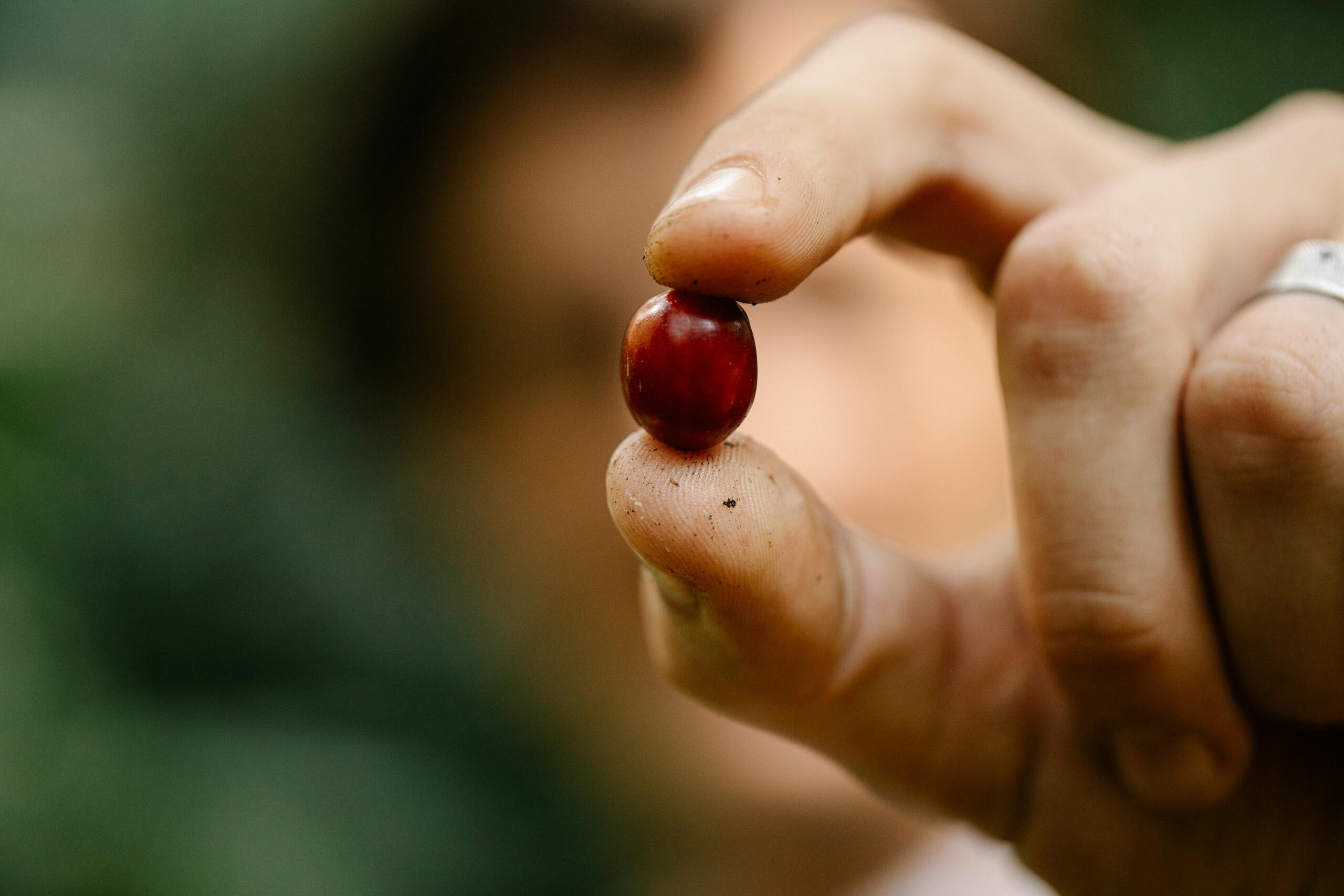 A detailed close-up of a hand holding a ripe red coffee cherry in an outdoor setting.