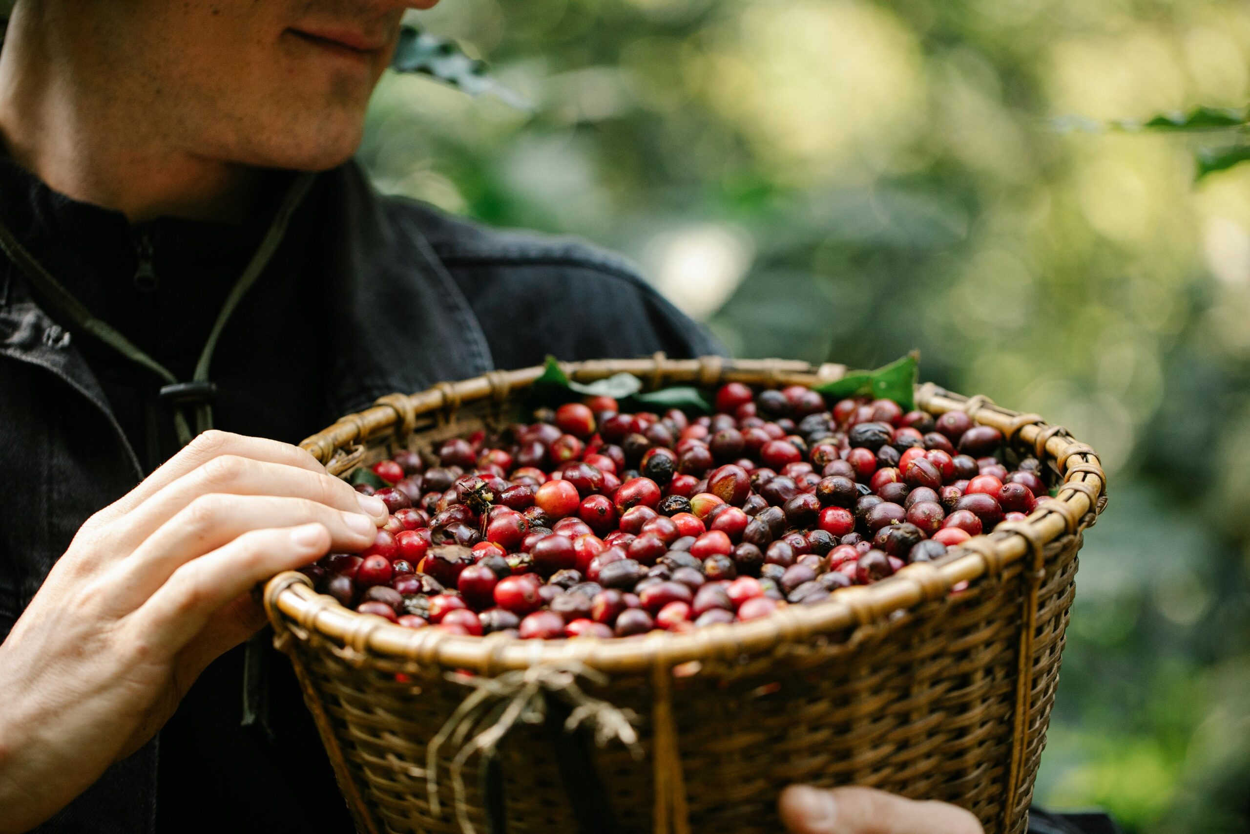 Crop anonymous male gardener carrying wicker basket filled with red ripe fresh coffee berries on sunny day