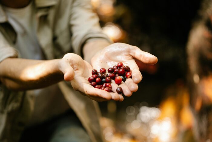 A person outdoors holding fresh ripe red coffee cherries in their hands.